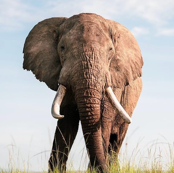 elephant 9772462 960 720.jpg