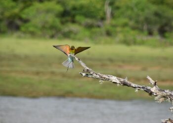 european bee eater 7867328 960 720.jpg