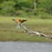 european bee eater 7867328 960 720.jpg