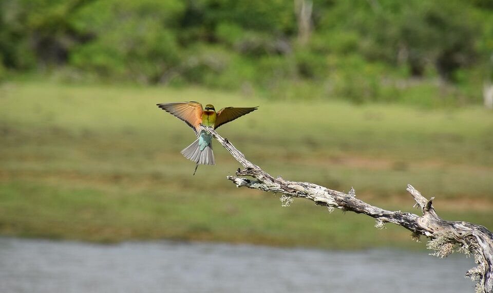 european bee eater 7867328 960 720.jpg