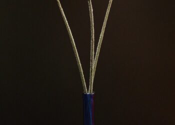 gerbera 8059 960 720.jpg