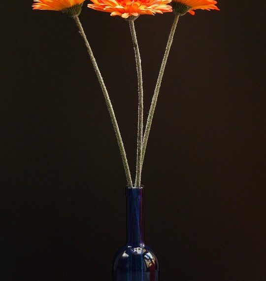 gerbera 8059 960 720.jpg