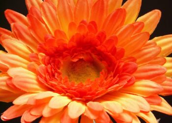 gerbera 8062 960 720.jpg