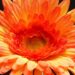 gerbera 8062 960 720.jpg