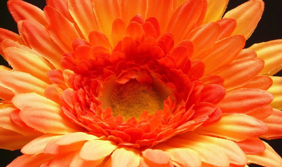 gerbera 8062 960 720.jpg
