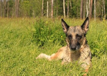 german shepherd 4546983 960 720.jpg