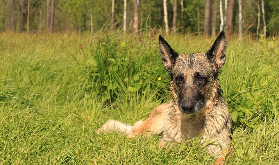 german shepherd 4546983 960 720.jpg