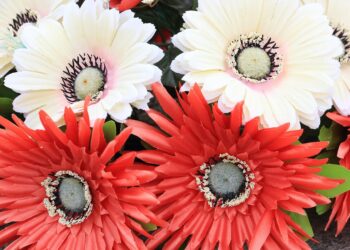 montenegro 2429154 960 720.jpg