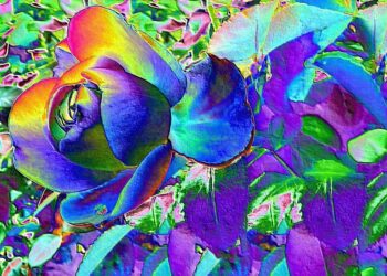 rose 57992 960 720.jpg