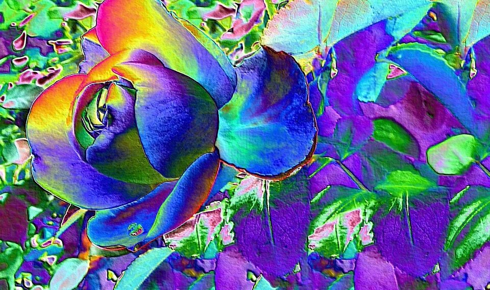rose 57992 960 720.jpg