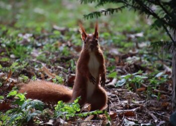 squirrel 7869137 960 720.jpg