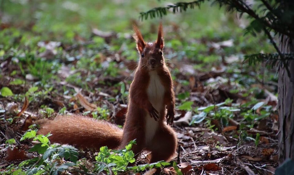 squirrel 7869137 960 720.jpg