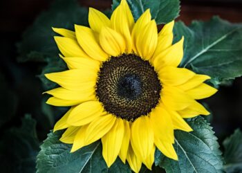 sunflower 1454977 960 720.jpg