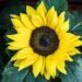 sunflower 1454977 960 720.jpg