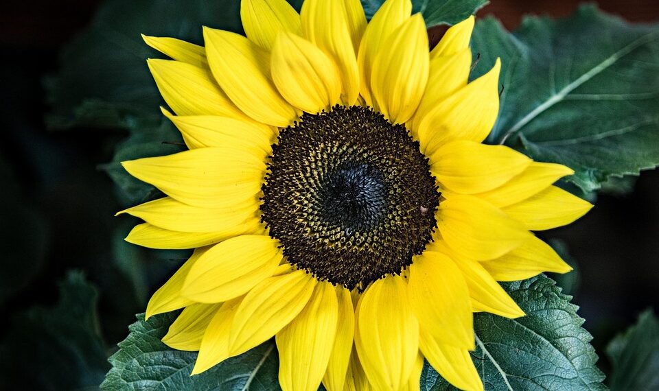 sunflower 1454977 960 720.jpg