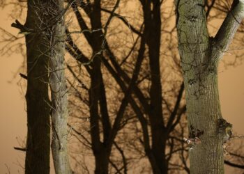 tree trunks 1104283 960 720.jpg