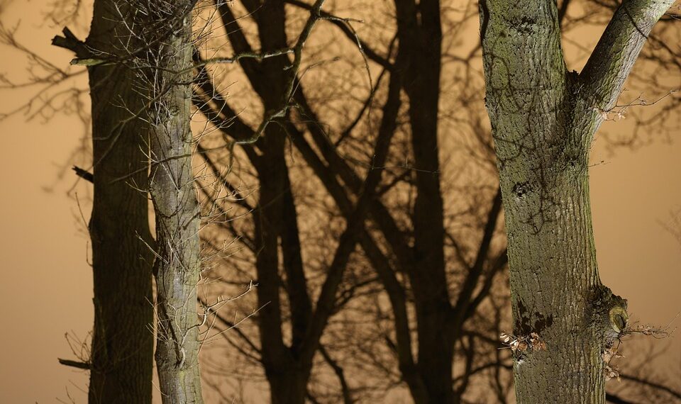 tree trunks 1104283 960 720.jpg