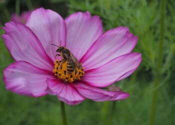 wild bee 9763477 960 720.jpg