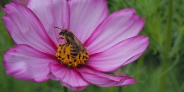 wild bee 9763477 960 720.jpg