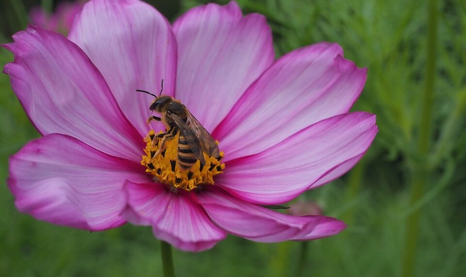 wild bee 9763477 960 720.jpg