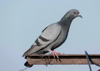 How To Download Shows and Movies From Hulu for Offline Viewing