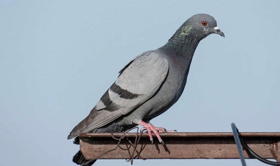 How To Download Shows and Movies From Hulu for Offline Viewing