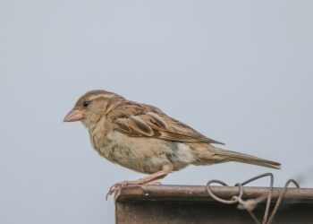 How To Use Android Recovery Mode To Fix Your Phone Or Tablet