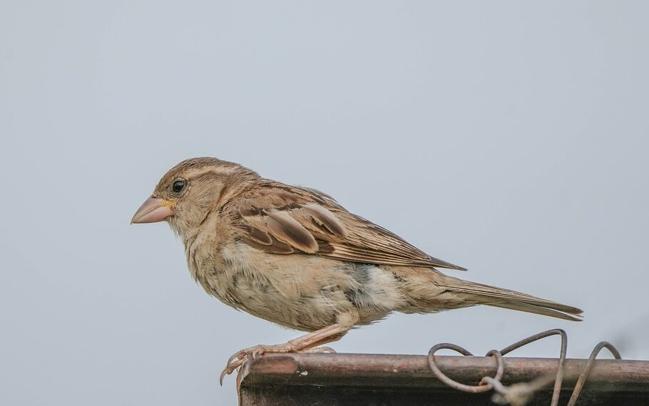 How To Use Android Recovery Mode To Fix Your Phone Or Tablet