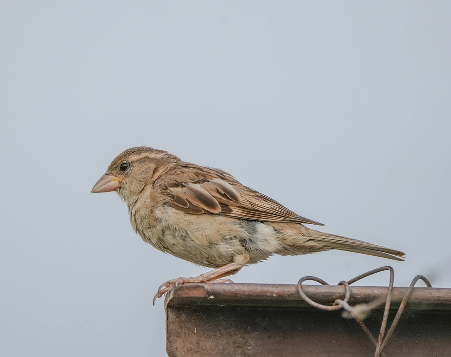 How To Use Android Recovery Mode To Fix Your Phone Or Tablet