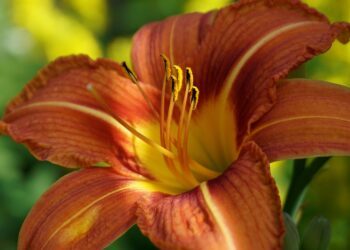 How to Take a Screenshot on a Chromebook: Step-by-Step Guide