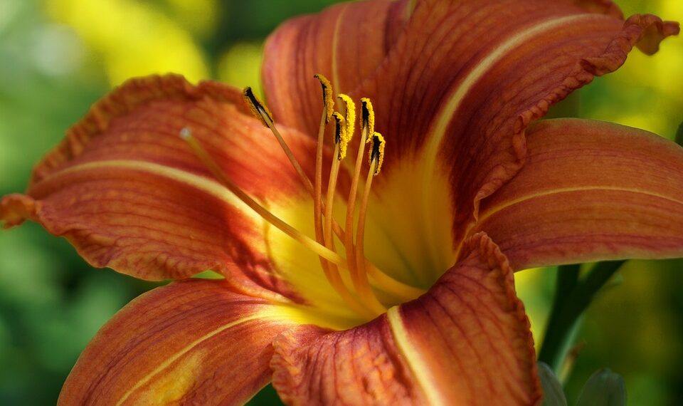 How to Take a Screenshot on a Chromebook: Step-by-Step Guide