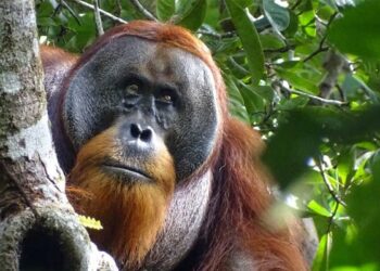 India's Mega-Zoo Faces Fresh Scrutiny Over Animal Acquisitions