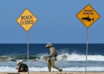 Shark Attacks Swimmers at Australian Beach at Dawn, One Fatally Injured