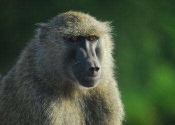 baboon 4645794 960 720.jpg