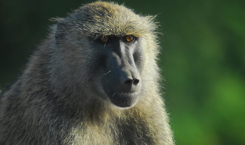 baboon 4645794 960 720.jpg