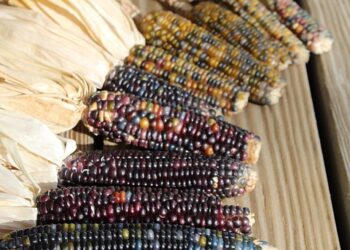 corn 2798027 960 720.jpg