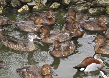 ducks 2432914 960 720.jpg