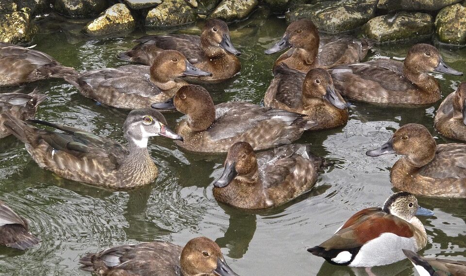 ducks 2432914 960 720.jpg