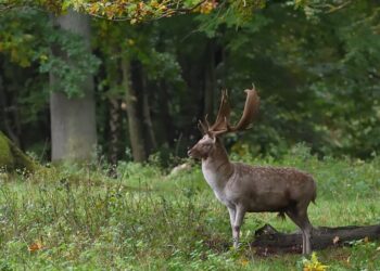fallow deer 9903609 960 720.jpg