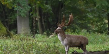 fallow deer 9903609 960 720.jpg