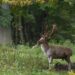 fallow deer 9903609 960 720.jpg