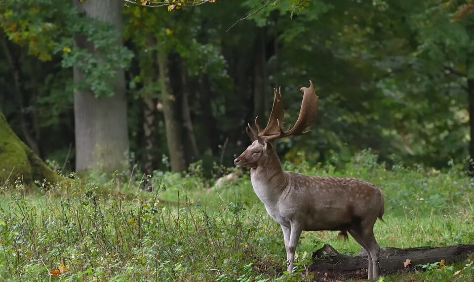 fallow deer 9903609 960 720.jpg