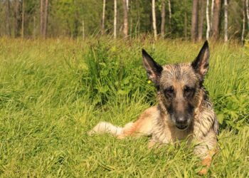 german shepherd 4546980 960 720.jpg