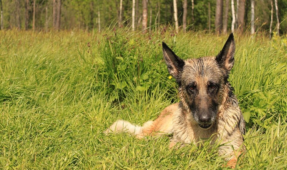 german shepherd 4546980 960 720.jpg
