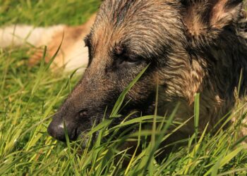 german shepherd 4546993 960 720.jpg