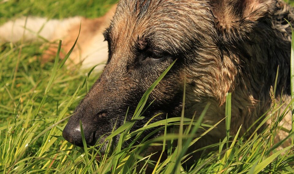 german shepherd 4546993 960 720.jpg