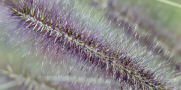 grass 9893643 960 720.jpg