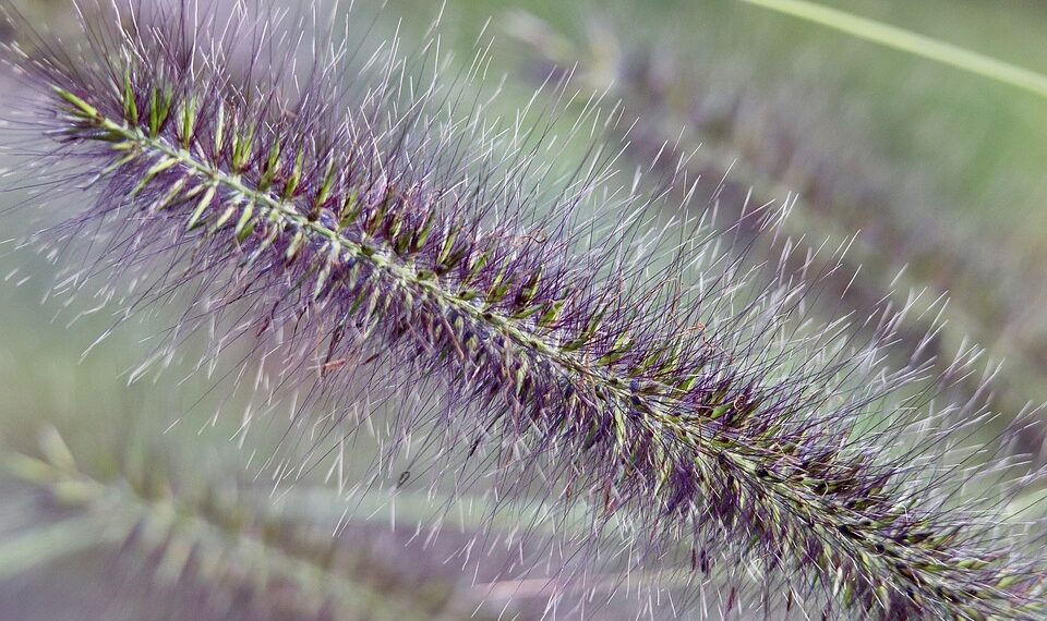 grass 9893643 960 720.jpg