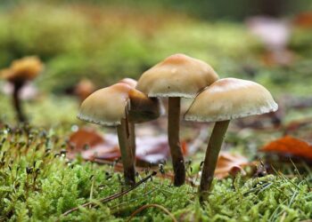 mushrooms 9912721 960 720.jpg