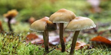 mushrooms 9912721 960 720.jpg